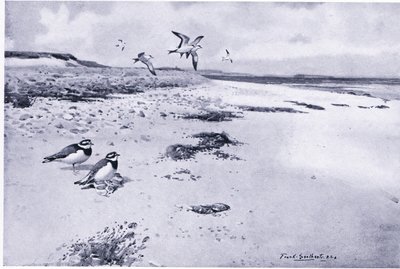 Ring Plover and Young by Frank Southgate